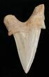 High Quality Otodus Fossil Shark Tooth #2225-1